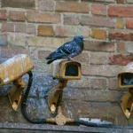 Web Environment Integrity: DRM For the internet