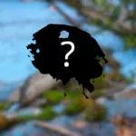 new continent surfaces