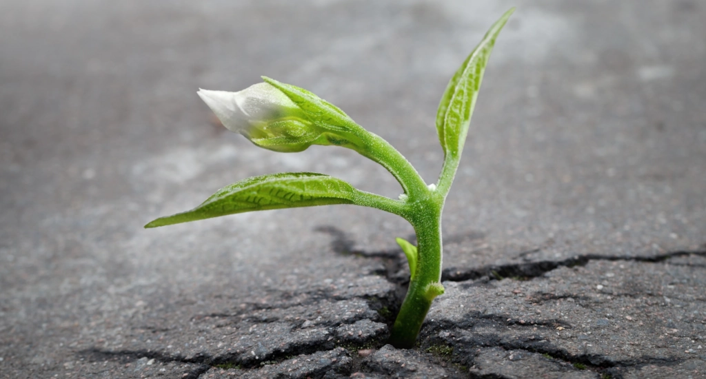 Plants have grown on Lunar Soil