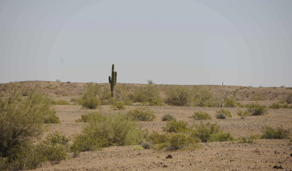 senegal desert cactus vegetation