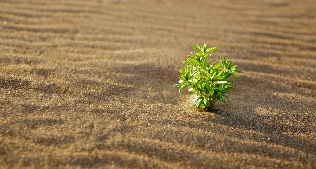 COP 29 is a MASSIVE win for the planet