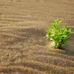 cop 29 small plant in desert hope