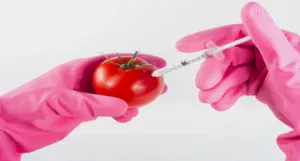 gmo tomato science biology