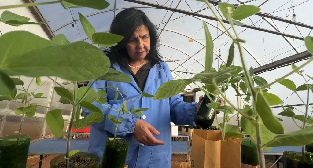 dr doctor Mariangela Hungria brazilian scientist